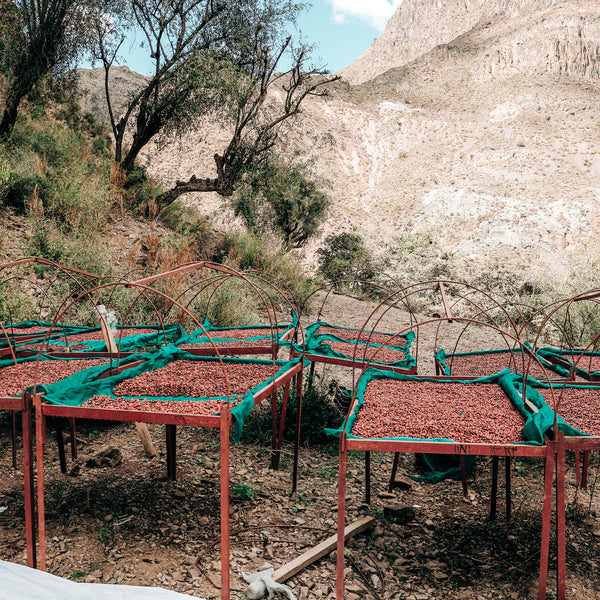 Yemen AL HAYMA & ANIS CO2 DECAF — YE.DECAF