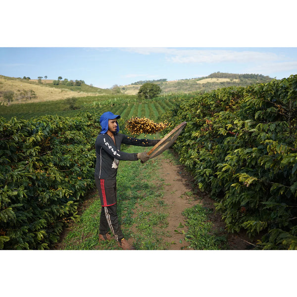 Brazil FAZENDA CAPADÓCIA — BR.FC — #standwithukraine🇺🇦