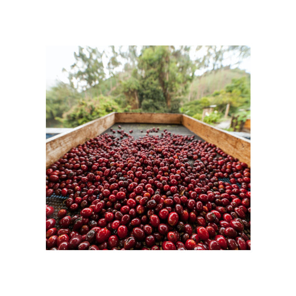 Colombia TRES DRAGONES 55h Natural — CO.TR