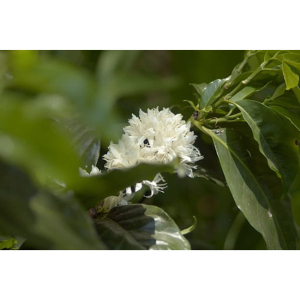 Costa Rica LA PASTORA Anaerobic — CR.PA