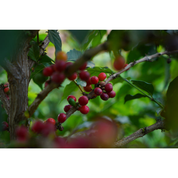 Yemen AL MAHJAR & BAIT HUJAIRAH — YE.MA