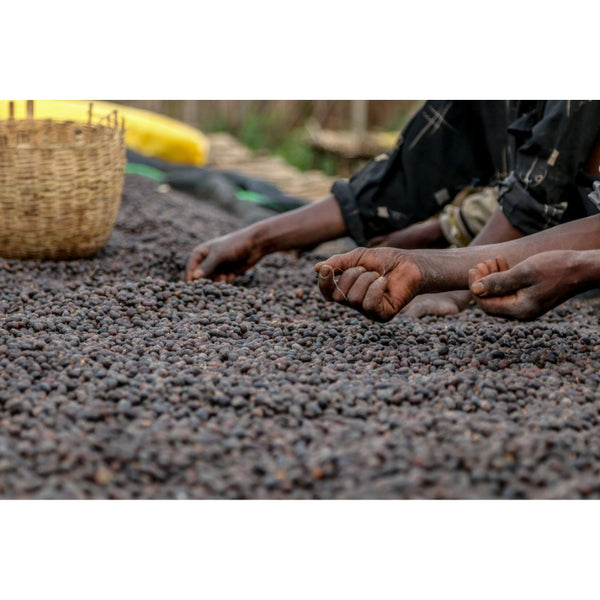 Ethiopia SIDAMO SW DECAF — ET.DECAF