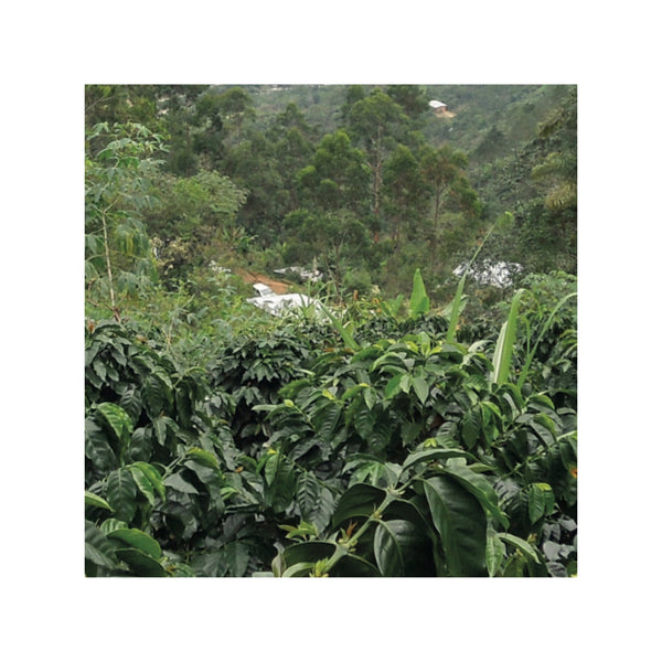 Perú SOL Y CAFÉ — PE.SO