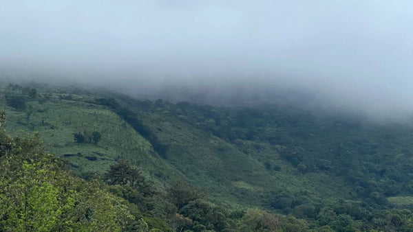 India SIRANGALLI — IN.SI