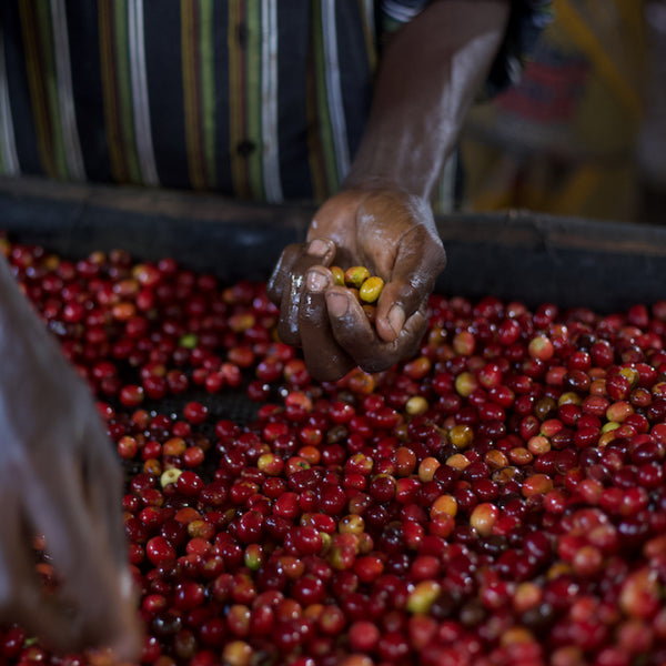 Burundi MUTAMBU — BI.MT