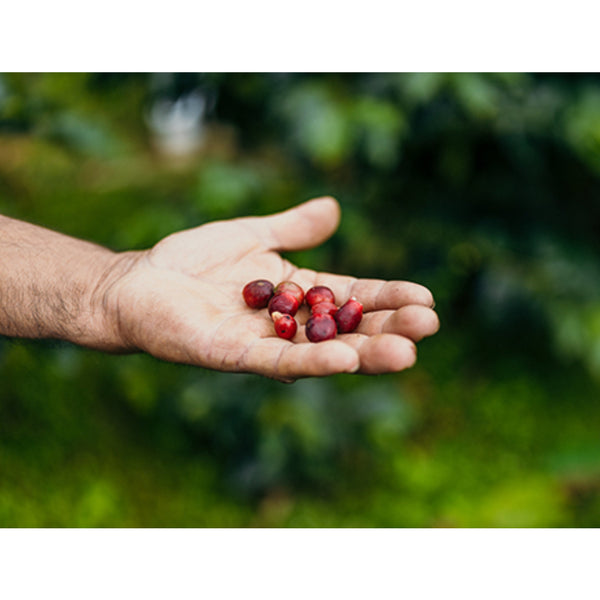 Costa Rica FINCA EL MANGO Anaerobic — CR.MA — #standwithukraine🇺🇦