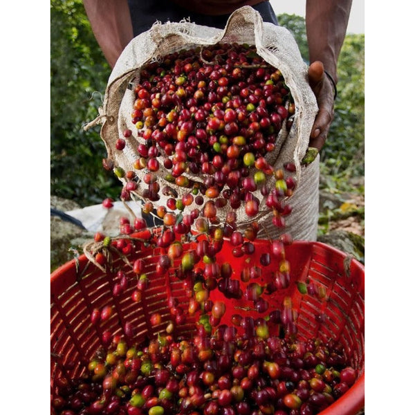 Costa Rica AQUIARES SW DECAF — CR.DECAF