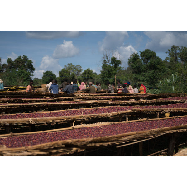 Ethiopia BUKU HAMBELA Anaerobic — ET.BU