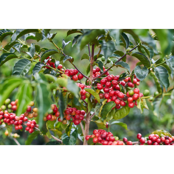 Ecuador LA PERLA Sidra — EC.PE