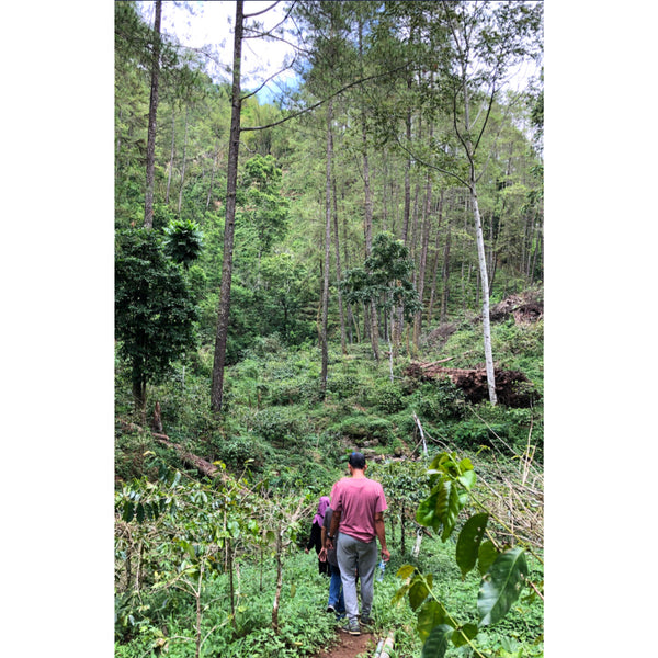 Indonesia JAVA KAYUMAS — ID.JA