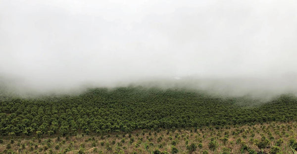 Costa Rica Volcan Azul Honey SW DECAF — CR.DECAF
