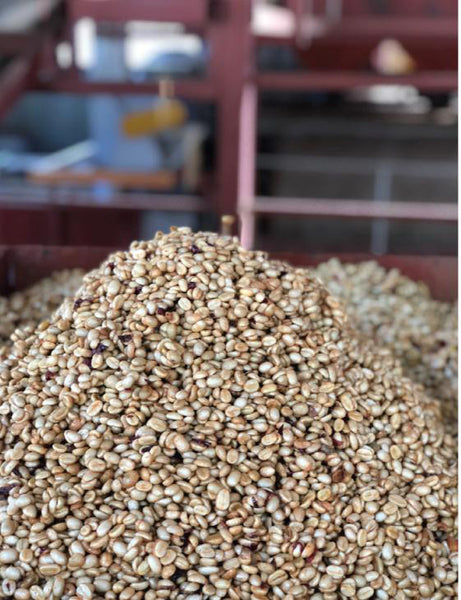 Costa Rica Volcan Azul Honey SW DECAF — CR.DECAF
