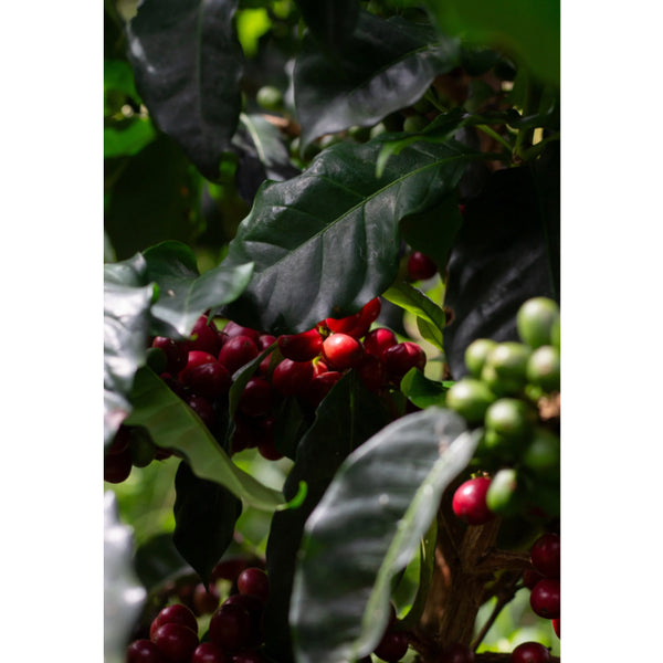 Colombia CUMBRES EA DECAF — CO.DECAF — #standwithukraine🇺🇦
