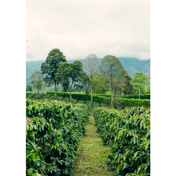 Colombia EL EDEN — CO.ED