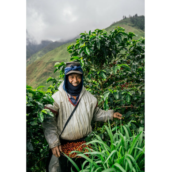 Colombia CUMBRES EA DECAF — CO.DECAF — #standwithukraine🇺🇦