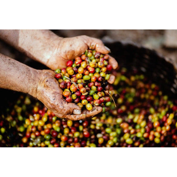 Honduras MATAZANO — HN.MA — #standwithukraine🇺🇦