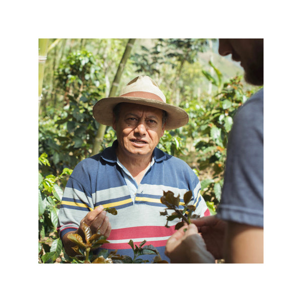 Džiovintos kavos uogos Colombia ARGOTE - EFRAÍN LASSO